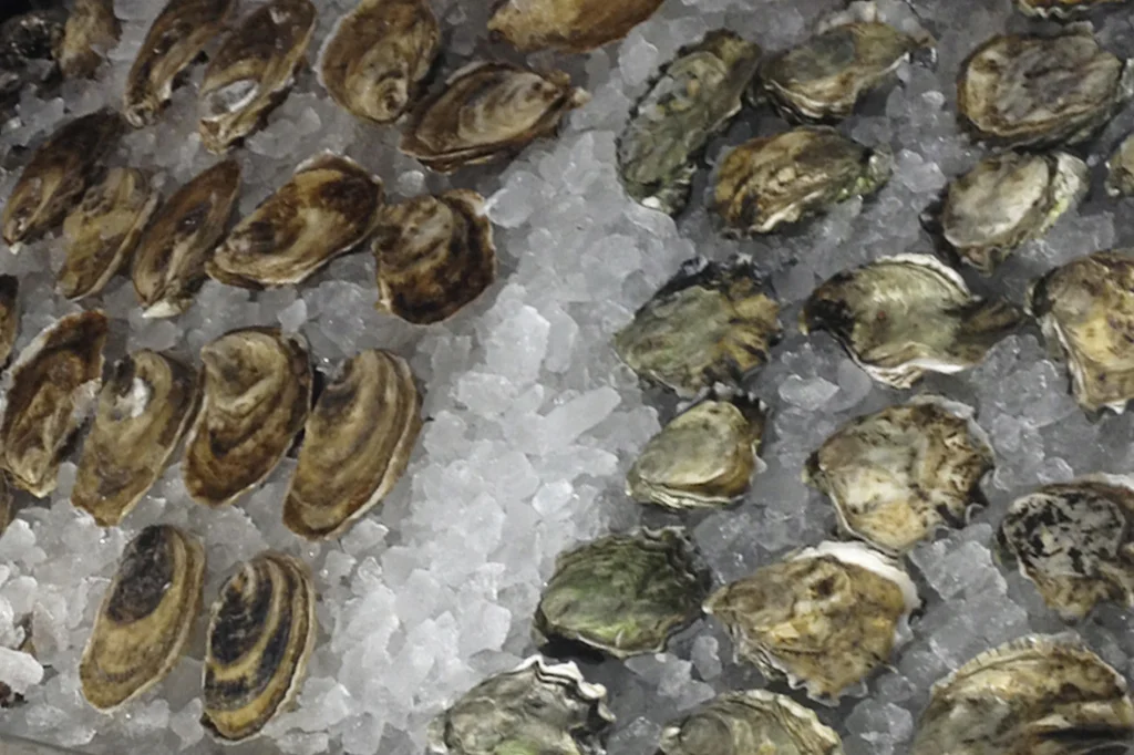 Oyster bin 2
